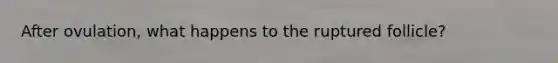 After ovulation, what happens to the ruptured follicle?