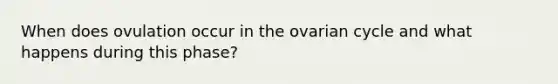 When does ovulation occur in the ovarian cycle and what happens during this phase?