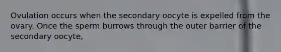 Ovulation occurs when the secondary oocyte is expelled from the ovary. Once the sperm burrows through the outer barrier of the secondary oocyte,
