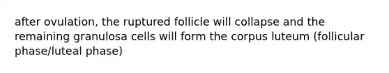 after ovulation, the ruptured follicle will collapse and the remaining granulosa cells will form the corpus luteum (follicular phase/luteal phase)