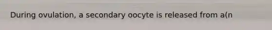 During ovulation, a secondary oocyte is released from a(n