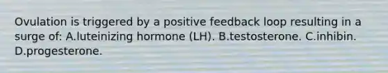 Ovulation is triggered by a positive feedback loop resulting in a surge of: A.luteinizing hormone (LH). B.testosterone. C.inhibin. D.progesterone.