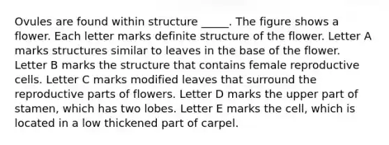 Ovules are found within structure _____. The figure shows a flower. Each letter marks definite structure of the flower. Letter A marks structures similar to leaves in the base of the flower. Letter B marks the structure that contains female reproductive cells. Letter C marks modified leaves that surround the reproductive parts of flowers. Letter D marks the upper part of stamen, which has two lobes. Letter E marks the cell, which is located in a low thickened part of carpel.