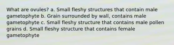 What are ovules? a. Small fleshy structures that contain male gametophyte b. Grain surrounded by wall, contains male gametophyte c. Small fleshy structure that contains male pollen grains d. Small fleshy structure that contains female gametophyte