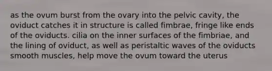 as the ovum burst from the ovary into the pelvic cavity, the oviduct catches it in structure is called fimbrae, fringe like ends of the oviducts. cilia on the inner surfaces of the fimbriae, and the lining of oviduct, as well as peristaltic waves of the oviducts smooth muscles, help move the ovum toward the uterus