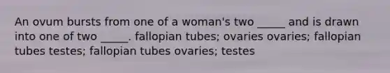 An ovum bursts from one of a woman's two _____ and is drawn into one of two _____. fallopian tubes; ovaries ovaries; fallopian tubes testes; fallopian tubes ovaries; testes