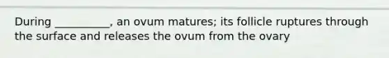 During __________, an ovum matures; its follicle ruptures through the surface and releases the ovum from the ovary