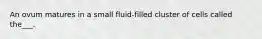 An ovum matures in a small fluid-filled cluster of cells called the___.