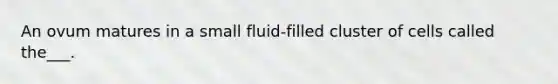 An ovum matures in a small fluid-filled cluster of cells called the___.