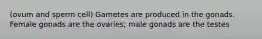 (ovum and sperm cell) Gametes are produced in the gonads. Female gonads are the ovaries; male gonads are the testes