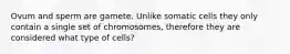 Ovum and sperm are gamete. Unlike somatic cells they only contain a single set of chromosomes, therefore they are considered what type of cells?