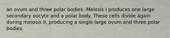 an ovum and three polar bodies -Meiosis I produces one large secondary oocyte and a polar body. These cells divide again during meiosis II, producing a single large ovum and three polar bodies.