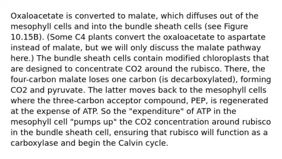 Oxaloacetate is converted to malate, which diffuses out of the mesophyll cells and into the bundle sheath cells (see Figure 10.15B). (Some C4 plants convert the oxaloacetate to aspartate instead of malate, but we will only discuss the malate pathway here.) The bundle sheath cells contain modified chloroplasts that are designed to concentrate CO2 around the rubisco. There, the four-carbon malate loses one carbon (is decarboxylated), forming CO2 and pyruvate. The latter moves back to the mesophyll cells where the three-carbon acceptor compound, PEP, is regenerated at the expense of ATP. So the "expenditure" of ATP in the mesophyll cell "pumps up" the CO2 concentration around rubisco in the bundle sheath cell, ensuring that rubisco will function as a carboxylase and begin the Calvin cycle.