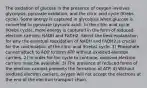 The oxidation of glucose in the presence of oxygen involves glycolysis, pyruvate oxidation, and the citric acid cycle (Krebs cycle). Some energy is captured in glycolysis when glucose is converted to pyruvate (pyruvic acid). In the citric acid cycle (Krebs cycle), more energy is captured in the form of reduced electron carriers, NADH and FADH2. Select the best explanation for why the eventual reoxidation of NADH and FADH2 is crucial for the continuation of the citric acid (Krebs) cycle. 1) Phosphate cannot attach to ADP to form ATP without oxidized electron carriers. 2) In order for the cycle to continue, oxidized electron carriers must be available. 3) The presence of reduced forms of the electron carriers prevents the formation of ATP. 4) Without oxidized electron carriers, oxygen will not accept the electrons at the end of the electron transport chain.