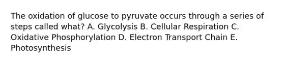 The oxidation of glucose to pyruvate occurs through a series of steps called what? A. Glycolysis B. Cellular Respiration C. Oxidative Phosphorylation D. Electron Transport Chain E. Photosynthesis