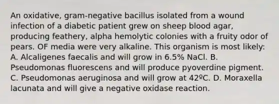 An oxidative, gram-negative bacillus isolated from a wound infection of a diabetic patient grew on sheep blood agar, producing feathery, alpha hemolytic colonies with a fruity odor of pears. OF media were very alkaline. This organism is most likely: A. Alcaligenes faecalis and will grow in 6.5% NaCl. B. Pseudomonas fluorescens and will produce pyoverdine pigment. C. Pseudomonas aeruginosa and will grow at 42ºC. D. Moraxella lacunata and will give a negative oxidase reaction.