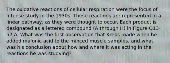 The oxidative reactions of cellular respiration were the focus of intense study in the 1930s. These reactions are represented in a linear pathway, as they were thought to occur. Each product is designated as a lettered compound (A through H) in Figure Q13-57 A. What was the first observation that Krebs made when he added malonic acid to the minced muscle samples, and what was his conclusion about how and where it was acting in the reactions he was studying?