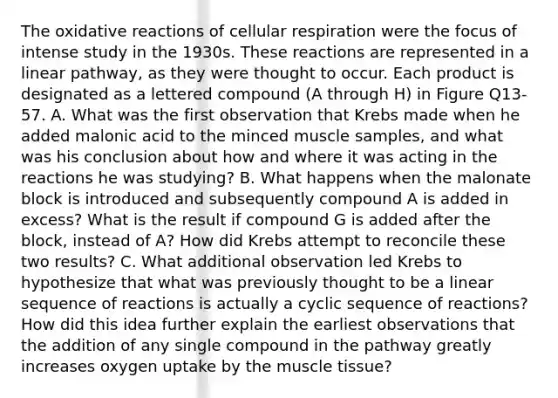 The oxidative reactions of cellular respiration were the focus of intense study in the 1930s. These reactions are represented in a linear pathway, as they were thought to occur. Each product is designated as a lettered compound (A through H) in Figure Q13-57. A. What was the first observation that Krebs made when he added malonic acid to the minced muscle samples, and what was his conclusion about how and where it was acting in the reactions he was studying? B. What happens when the malonate block is introduced and subsequently compound A is added in excess? What is the result if compound G is added after the block, instead of A? How did Krebs attempt to reconcile these two results? C. What additional observation led Krebs to hypothesize that what was previously thought to be a linear sequence of reactions is actually a cyclic sequence of reactions? How did this idea further explain the earliest observations that the addition of any single compound in the pathway greatly increases oxygen uptake by the muscle tissue?