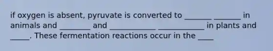 if oxygen is absent, pyruvate is converted to _______ _______ in animals and ________ and ____________ ____________ in plants and _____. These fermentation reactions occur in the ____