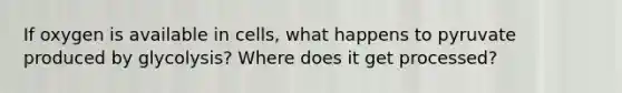 If oxygen is available in cells, what happens to pyruvate produced by glycolysis? Where does it get processed?