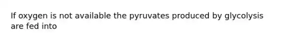 If oxygen is not available the pyruvates produced by glycolysis are fed into