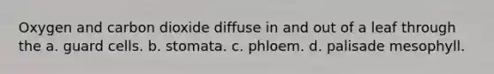 Oxygen and carbon dioxide diffuse in and out of a leaf through the a. guard cells. b. stomata. c. phloem. d. palisade mesophyll.