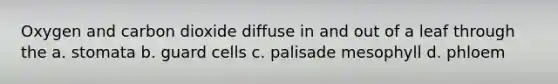 Oxygen and carbon dioxide diffuse in and out of a leaf through the a. stomata b. guard cells c. palisade mesophyll d. phloem