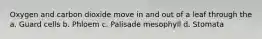 Oxygen and carbon dioxide move in and out of a leaf through the a. Guard cells b. Phloem c. Palisade mesophyll d. Stomata