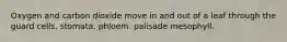 Oxygen and carbon dioxide move in and out of a leaf through the guard cells. stomata. phloem. palisade mesophyll.