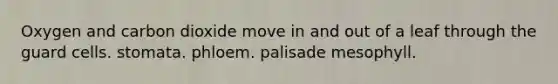 Oxygen and carbon dioxide move in and out of a leaf through the guard cells. stomata. phloem. palisade mesophyll.