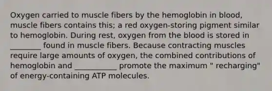 Oxygen carried to muscle fibers by the hemoglobin in blood, muscle fibers contains this; a red oxygen-storing pigment similar to hemoglobin. During rest, oxygen from the blood is stored in ________ found in muscle fibers. Because contracting muscles require large amounts of oxygen, the combined contributions of hemoglobin and ___________ promote the maximum " recharging" of energy-containing ATP molecules.