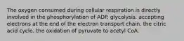 The oxygen consumed during cellular respiration is directly involved in the phosphorylation of ADP. glycolysis. accepting electrons at the end of the electron transport chain. the citric acid cycle. the oxidation of pyruvate to acetyl CoA.