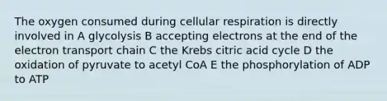 The oxygen consumed during cellular respiration is directly involved in A glycolysis B accepting electrons at the end of the electron transport chain C the Krebs citric acid cycle D the oxidation of pyruvate to acetyl CoA E the phosphorylation of ADP to ATP