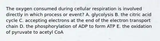 The oxygen consumed during <a href='https://www.questionai.com/knowledge/k1IqNYBAJw-cellular-respiration' class='anchor-knowledge'>cellular respiration</a> is involved directly in which process or event? A. glycolysis B. the citric acid cycle C. accepting electrons at the end of <a href='https://www.questionai.com/knowledge/k57oGBr0HP-the-electron-transport-chain' class='anchor-knowledge'>the electron transport chain</a> D. the phosphorylation of ADP to form ATP E. the oxidation of pyruvate to acetyl CoA