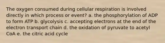 The oxygen consumed during cellular respiration is involved directly in which process or event? a. the phosphorylation of ADP to form ATP b. glycolysis c. accepting electrons at the end of the electron transport chain d. the oxidation of pyruvate to acetyl CoA e. the citric acid cycle