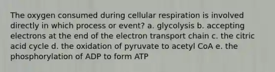 The oxygen consumed during cellular respiration is involved directly in which process or event? a. glycolysis b. accepting electrons at the end of the electron transport chain c. the citric acid cycle d. the oxidation of pyruvate to acetyl CoA e. the phosphorylation of ADP to form ATP