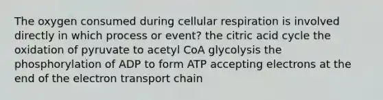 The oxygen consumed during <a href='https://www.questionai.com/knowledge/k1IqNYBAJw-cellular-respiration' class='anchor-knowledge'>cellular respiration</a> is involved directly in which process or event? the citric acid cycle the oxidation of pyruvate to acetyl CoA glycolysis the phosphorylation of ADP to form ATP accepting electrons at the end of <a href='https://www.questionai.com/knowledge/k57oGBr0HP-the-electron-transport-chain' class='anchor-knowledge'>the electron transport chain</a>