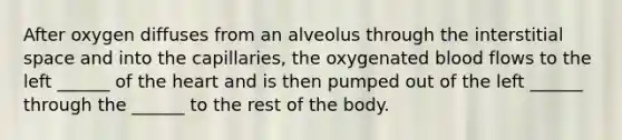 After oxygen diffuses from an alveolus through the interstitial space and into the capillaries, the oxygenated blood flows to the left ______ of the heart and is then pumped out of the left ______ through the ______ to the rest of the body.