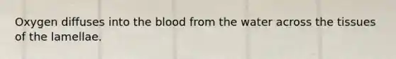 Oxygen diffuses into the blood from the water across the tissues of the lamellae.