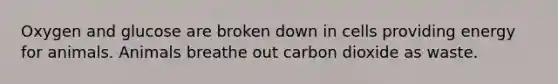 Oxygen and glucose are broken down in cells providing energy for animals. Animals breathe out carbon dioxide as waste.