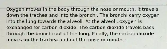 Oxygen moves in the body through the nose or mouth. It travels down the trachea and into the bronchi. The bronchi carry oxygen into the lung towards the alveoli. At the alveoli, oxygen is exchanged for carbon dioxide. The carbon dioxide travels back through the bronchi out of the lung. Finally, the carbon dioxide moves up the trachea and out the nose or mouth.