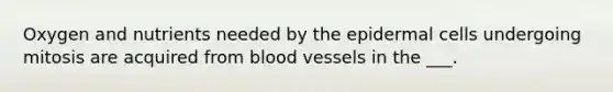 Oxygen and nutrients needed by the epidermal cells undergoing mitosis are acquired from blood vessels in the ___.