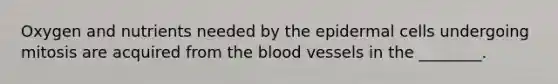 Oxygen and nutrients needed by the epidermal cells undergoing mitosis are acquired from the blood vessels in the ________.