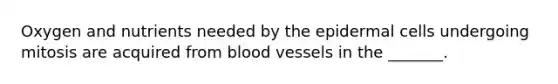 Oxygen and nutrients needed by the epidermal cells undergoing mitosis are acquired from blood vessels in the _______.