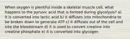 When oxygen is plentiful inside a skeletal muscle cell, what happens to the pyruvic acid that is formed during glycolysis? a) it is converted into lactic acid b) it diffuses into mitochondria to be broken down to generate ATP c) it diffuses out of the cell and into the bloodstream d) it is used to convert creatine into creatine phosphate e) it is converted into glycogen