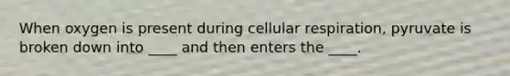 When oxygen is present during cellular respiration, pyruvate is broken down into ____ and then enters the ____.