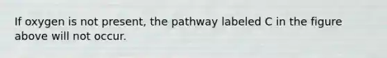 If oxygen is not present, the pathway labeled C in the figure above will not occur.