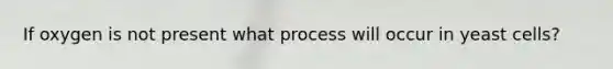 If oxygen is not present what process will occur in yeast cells?