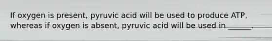 If oxygen is present, pyruvic acid will be used to produce ATP, whereas if oxygen is absent, pyruvic acid will be used in ______.