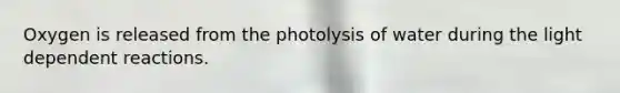 Oxygen is released from the photolysis of water during the light dependent reactions.